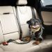 Dog Seat Belts for Cars UK 2 Pack Premium Car Seat Belt for Dogs Cats Pets Adjustable Safety Heavy Duty Elastic Lead Harness for Cars with Elastic Nylon Bungee Buffer (Black) - Buy Online on GoSupps.com