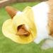 Folpus Outdoor Dog Hat Breathable Summer Cap for Small Medium & Large Dogs | Stylish Yellow Puppy Sun Hat for Active Pets - Buy Online on GoSupps.com