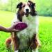 KONG - ZoomGroom Red - Dog Brush for Grooming and Shampooing - For Large Dogs Pink Standard Packaging - Buy Online on GoSupps.com