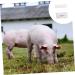 minkissy 6 pcs Early Pregnancy Cow Pregnancy Test Paper Plastic Bands Livestock Pregnancy Diagnosis Tester Pregnancy Test Strip for Pig Pregnancy Test Paper Tool The Cow Whitex3pcs 1 count (Pack of 1) - Buy Online on GoSupps.com