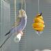 AKlamater Bird Skewer 2Pcs Stainless Steel Bird Food fruit Holder Food Feed Tool Foraging Toy for Parrot Budgie Parakeet Cockatiel Etc - Buy Online on GoSupps.com