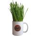Cat FurNature Rye Cat Grass Seeds (150g) - Natural and Healthy Option for Your Feline Friend - Buy Online on GoSupps.com