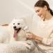 Afloia Dog Grooming Kit - Best Deshedding Tool for All Breeds | International Shipping Available - Buy Online on GoSupps.com