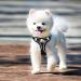 Rafiyu Anti-Zug Dog Harness for Small & Medium Dogs Breathable Lightweight Safety Harness for Puppies & Dogs - Perfect Fit for Comfort - Buy Online on GoSupps.com