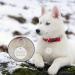 Personalized Stainless Steel Dog Tags - Custom Engraved for Dogs & Cats | Camal Dog Brand - Buy Online on GoSupps.com