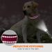 Buy Taglory Soft Padded Neoprene Dog Collar for Large Dogs - Adjustable Reflective Hot Pink | International Shipping Available - Buy Online on GoSupps.com
