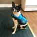 Vivaglory Ripstop Dog Rescue Vest - Improved Buoyancy & Visibility for Small to Medium Dogs Blue XXS 28-35cm - Ideal for Boating & Water Safety - Buy Online on GoSupps.com
