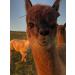 ALPACA BIRD NESTING MATERIAL - Buy Online on GoSupps.com