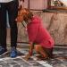 Waterproof Dog Coat & Winter Warm Jacket for Puppies | Comfortable Hooded Fleece Clothing for Dogs | Buy Now! - Buy Online on GoSupps.com