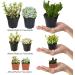 Altman Plants Assorted Cactus Collection - 2.5 Inch 4 Pack - Buy Online on GoSupps.com