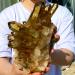 8LB Natural Citrine Cluster Specimen Quartz Crystal Suitable for Home ERTEYIN - Buy Online on GoSupps.com
