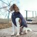 ASENKU Windproof Waterproof Dog Winter Coat | Warm Fleece Lined Jacket for Small Medium Large Dogs | M Chest 15-17.3 Length 12.6 Blue - Buy Online on GoSupps.com