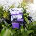 Sambucol Black Elderberry Cold & Flu Relief â€“ 30 Quick Dissolve Tablets - Buy Online on GoSupps.com