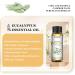 EUQEE Eucalyptus Essential Oil 10ml Pure Eucalyptus Oil Essential Oil Aromatherapy Essential Oils for Diffusers Eucalyptus 10 ml (Pack of 1) - Buy Online on GoSupps.com