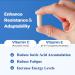 Altitude Sickness Prevention Formula | 60 Capsules with Vitamin C & Alpha Lipoic Acid | No-GMO & Allergen-Free - Buy Online on GoSupps.com