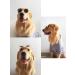 MMMiao Metal Frame Small Round Pet Sunglasses for Special Tidal Glasses for Cats or Small Dogs 1Pack (Golden+Blue) - Buy Online on GoSupps.com