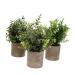 Zerodeko 3pcs Artificial Bonsai House Plants Para De Mujer Interior Flower Pots Indoor Faux Aloe Plant House Plant Pots Fake Ceramic Planter Plastic Household Small Potted Plants Office