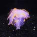 Shop N | 6-Piece Artificial Jellyfish & Glowing Silicone Mushrooms for Aquarium Decoration - Realistic Hydroponic Plants - Buy Online on GoSupps.com