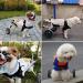 Adjustable Dog Wheelchair Two Wheels Pet Cart Animal Rehabilitation Cart for Handicapped Hind Legs Pet Exercise Wheels Lightweight Easy Assemble X - Small - Buy Online on GoSupps.com