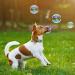 Y L Pet Bubbles Set - Chicken Beef Scented Meaty Dog Puppy Interactive Toys Playtime - Pack of 5 Summer Fun Stimulating - Buy Online on GoSupps.com