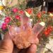 Rare Beautiful Rose Flame Aura Quartz Crystal Cluster Specimen 60-70 Reiki Stone ERTEYIN - Buy Online on GoSupps.com