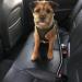 Dog Seat Belt for Car Dog Seatbelt with Enhanced Carabiner Adjustable Dog Car Harness with Anti Shock Buffer (Pro) 1 Count (Pack of 1) - Buy Online on GoSupps.com