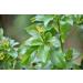Dried Avocado Leaves Hojas de Aguacate Seco Avocado Leaves Tea: 4 oz (113 g) - Buy Online on GoSupps.com