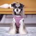 Recovery Suit for Dog Puppy Medical Surgical Suit Pet Anti-licking Surgery Suit Dog Surgical Recovery Suit Dog Surgical Onesie Suit Dog Surgical Vest for Abdominal Wounds (Purple M) M Purple - Buy Online on GoSupps.com