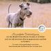 Annimally Senior Vital 120 Tablets for Dogs - MSM Ginger Frankincense & Spirulina for Joint Health & Mobility - Buy Online on GoSupps.com