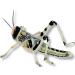 Livefood UK Live Locusts Small/Medium size 10mm to 20mm MEGA TUB of 25 Live Locusts (Reptile Livefood) - Buy Online on GoSupps.com
