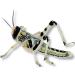 Livefood UK Live Locusts 25 X-Large size 35mm to 50mm quantity 25 Extra Large XL Hoppers 1 count (Pack of 25)