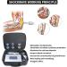 Muscle Massage Gun & Shock Wave Therapy Device for Pain Relief | Portable Body & Back Massage | Effective ED Treatment - Buy Online on GoSupps.com