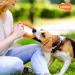 Laroo Indestructible Dog Frisbee | Floatable Flying Disc Toy for Medium Large & Small Dogs | Summer Pet Training - 18cm Orange - Buy Online on GoSupps.com
