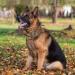 Tactical Dog Collar | Adjustable Soft Padded Nylon with Control Handle & Metal Buckle for Medium & Large Dogs - L Brown - Buy Online on GoSupps.com