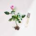 Lake & Skye - Canyon Rose Warm Floral and Vanilla Rollerball Fragrance Oil 0.33 oz (10 ml) - Buy Online on GoSupps.com