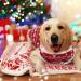 Buy Hipet Recovery Suit for Dogs & Cats - Post-Operation Healing Prevent Licking XS Size for Christmas - Buy Online on GoSupps.com