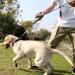 Vivaglory Traffic Handle Dog Leash - Reflective Two Padded Handles Strong Metal Hook 1.2m for Enhanced Dog Training - Gray - Buy Online on GoSupps.com