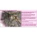EnerGold Pure-Gold ORMUS Deep-Purple Manna Monoatomic-Colloidal Gold (1000 ppm) - Buy Online on GoSupps.com