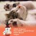 Organic Cat Probiotic Supplement for Digestive & Gut Health - Vegan, Non-GMO, Gluten Free | 4 Fl Oz - Buy Online on GoSupps.com