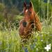 Reavet Hoof Oil 450ml - Special Care for Healthy Horse Hooves | Ointment for Cracked Hooves & Hoof Growth - Buy Online on GoSupps.com