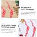 Zerodeko 3 pcs household Foam Christmas red fruit artificial Holiday Berries Crafts Accessories decorate red home decor holly christmas berry spray branch christmas tree Red 40X5CM - Buy Online on GoSupps.com