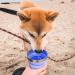 Hydaway Collapsible Cup | 12oz Portable Drinking Vessel for Water, Juice, Snacks | Travel, Camping, Parties | Ember Red - Buy Online on GoSupps.com