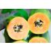 Pharmos Natur Papaya Kernels PapayaVera Vegan 15g | Organic Gluten-Free for Digestion & Fresh Breath - Buy Online on GoSupps.com