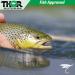 Thor Outdoor Frenchie Fly Fishing Nymph 6 Pc Set - Bead Head Euro Jig for Trout & Panfish - Size 14 - Buy Online on GoSupps.com