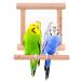 Blessed family Bird Parakeet Mirror for Cage,Parrot Perch Stand,Wooden Hummingbird Swing Toy,Parakeet Accessories for Cockatiels Conure Finch Lovebird Canary African Grey Macaw 1 piece of bird mirror