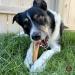 Bully Bunches Premium 6 Inch Monster Odour-Free Bully Sticks for Medium & Large Dogs - Long Lasting Chew Bones - All Natural & Single Ingredient 100% Beef Dog Treat Rawhide Alternative (8 Pk) 6 Inch 8 Pack - Buy Online on GoSupps.com