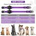 Premium Purple Airtag Cat Collar with Safety Lock & Elastic Band for Kittens and Puppies (23-33cm) - Bright Apple Air Tag Holder | International Shipping Available - Buy Online on GoSupps.com