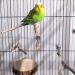Deloky 8PCS Natural Wood Bird Perch Stand for Parrotlets, Budgies, Cockatiels - Wooden Platform Cage Accessories for Parakeets & Lovebirds - Buy Online on GoSupps.com