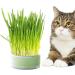 Anulely Cat Grass Plant Container - Earth-Free Sprouter Tray for Indoor Cats & Pets | Stylish Green Home Decor - Buy Online on GoSupps.com