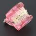 Buy Dental Orthodontic Teeth Model with Metal & Ceramic Brackets - Ideal for Study & Research | International Shipping Available - Buy Online on GoSupps.com